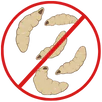 Maggots